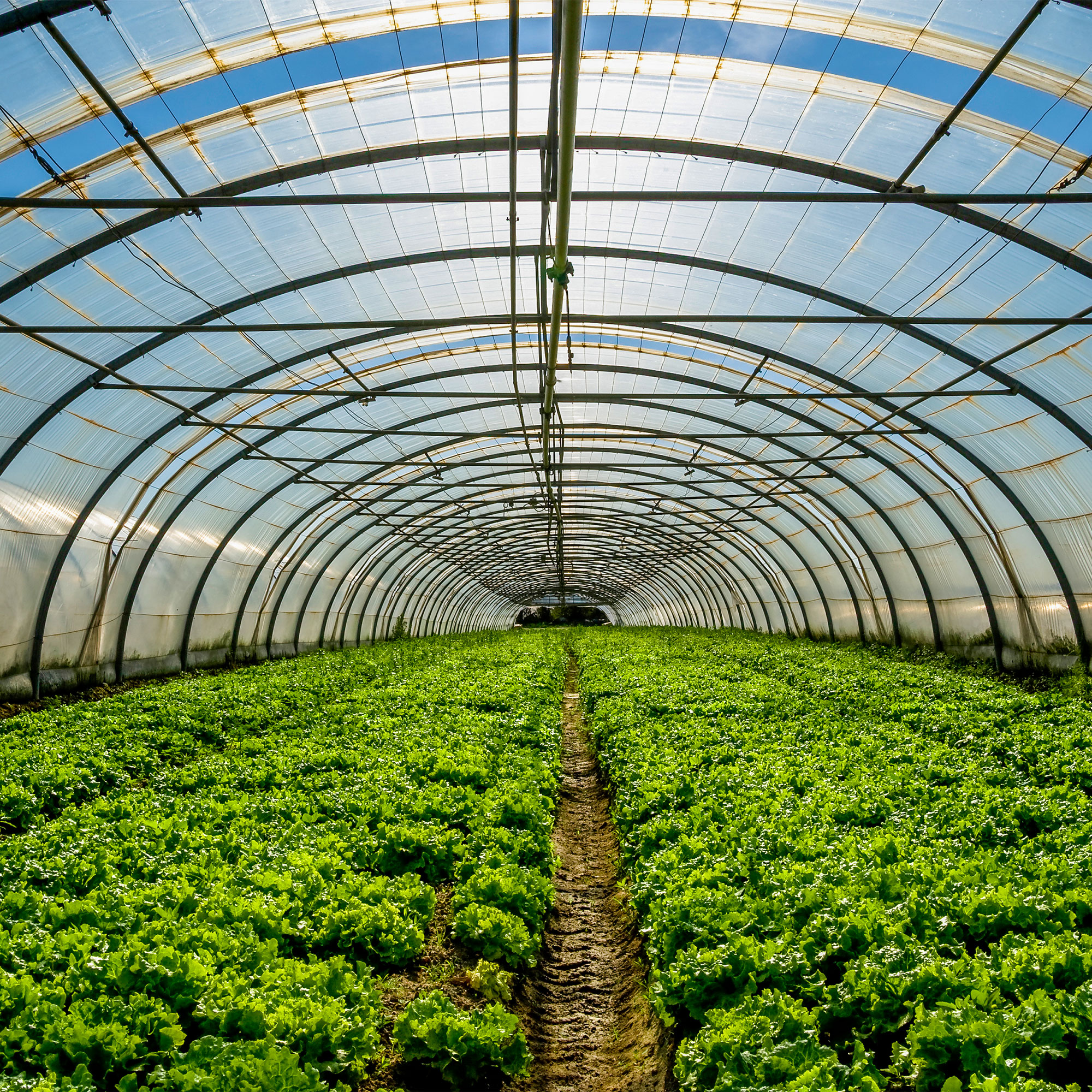 serra tunnel modello romagnolo