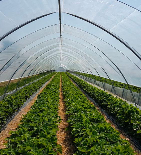 Serra in Ferro Zincato modello Romagnolo